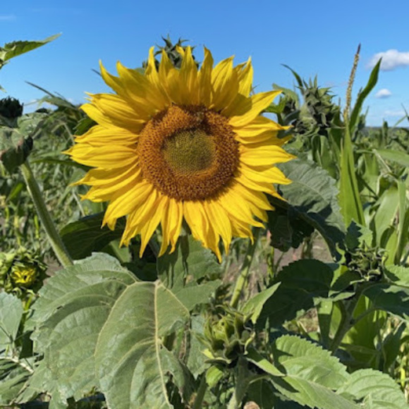 Meet your Posher, Loralei - Picture 1 of 1